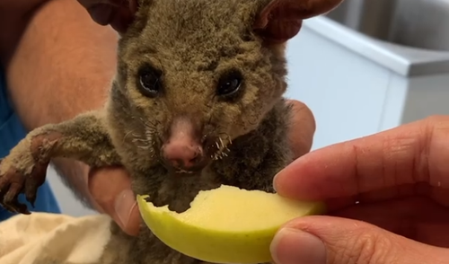 The possum is suffering from burnt paws and severe dehydration.