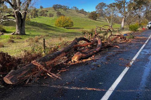 A﻿ man is in serious condition after he and his dog became trapped when a gum tree crushed his ute north-east of South Australia. 