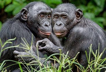 Which term denotes the genus of the bonobo?
