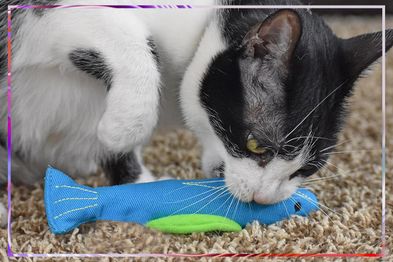 9PR: Ourpets Catnip Filled Toy Fish