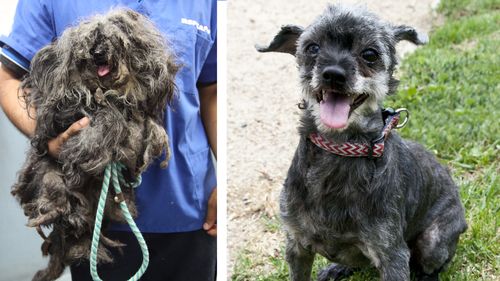 Dog has half a kilo of matted hair removed after ‘horrific’ RSPCA surrender