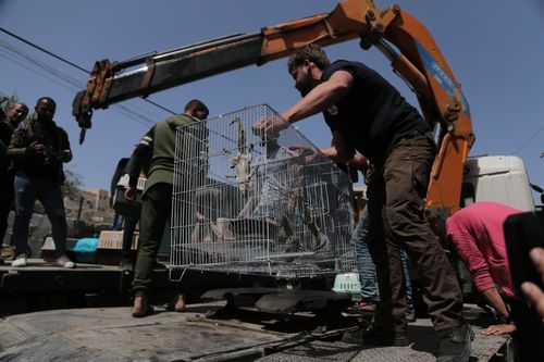 Cages containing animals in a zoo seen while being transported on a truck during an evacuation. Photo by Yousef Masoud / SOPA Images/Sipa USA) 