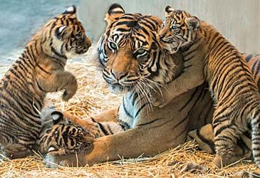 Once considered a subspecies, which is the smallest member of the tiger family?