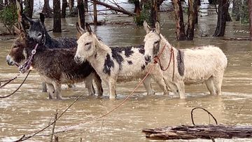 Four donkeys at a farm in Burradoo, south of Bowral were saved from floodwaters.