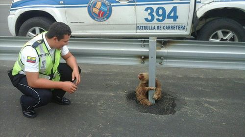 The sloth peers curiously at its rescuer. (Facebook/Comisión de Tránsito del Ecuador)
