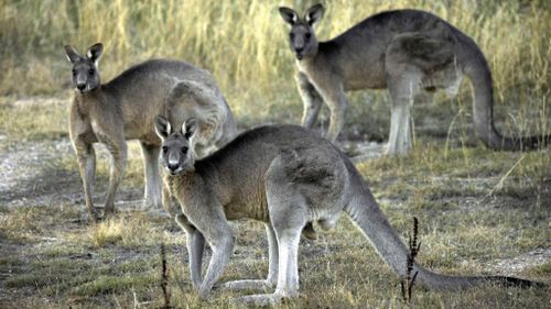 Gold Coast resort under fire for plan to slaughter 100 kangaroos
