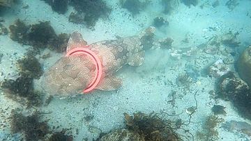 A wobbegong shark was caught in a Frisbee off Manly last week - 2/2/2022.