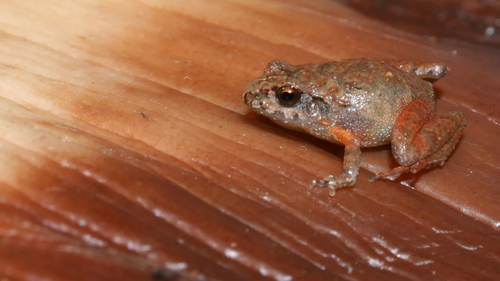 The name Craugastor cueyatl means 'frog' in the indigenous language spoken in the Valley of Mexico where it was found.