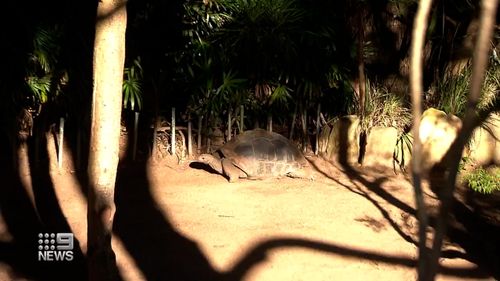 Medical mission for Taronga's century-old giant tortoise