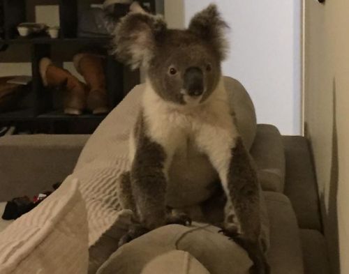 Gold Coast resident wakes to koala casually sitting on sofa