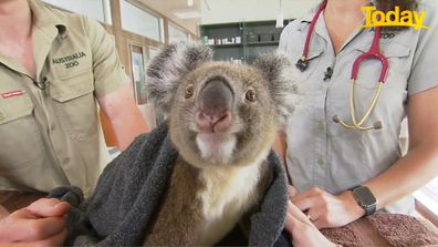 Today Robert Irwin Australia Zoo koala extinction threat