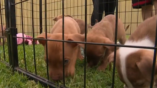 All seven puppies who were stolen from a home in Adelaide have been returned home. 