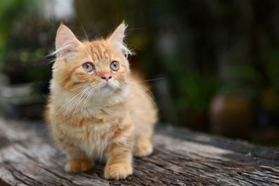 Yellow Tabby Munchkin Cat, KamphaengPhet Of Thailand.