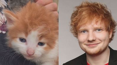 Ed Sheeran cat lookalike