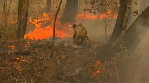 Lewis was rescued this week by a woman who was passing through the area and saw the marsupial trying to make his way through the flames at Long Flat.