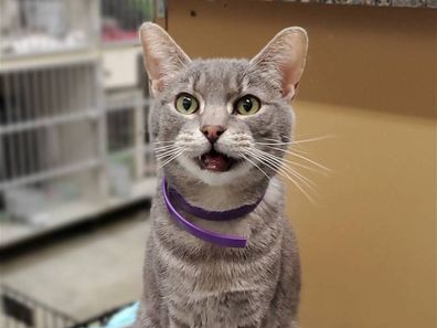 Barney the cat from Emmet County Animal Shelter in Iowa, US.