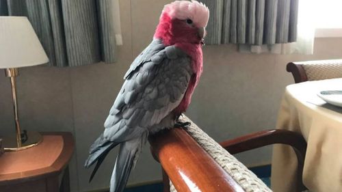 Pet galah gets own cabin after stowing away on cruise ship