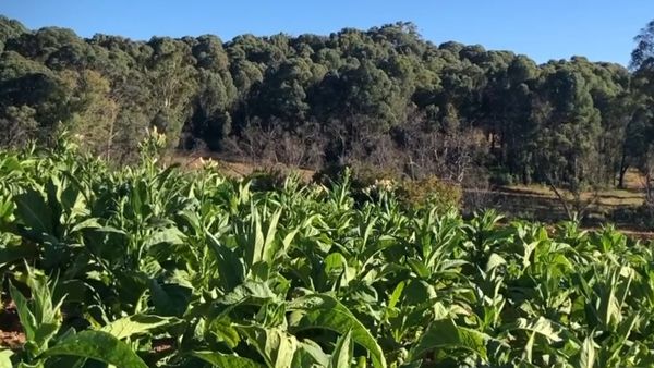 The clues that could reveal illegal tobacco farms