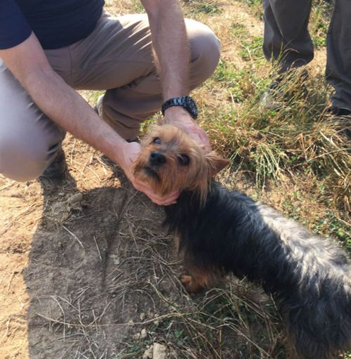 Searchers found the girl with her Yorkshire Terrier, whose yapping helped alert rescuers to her whereabouts. Picture: Twitter/@MSHPTrooperE 