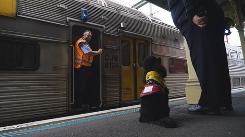 Bentley the mental health assistance dog supporting NSW transport staff.