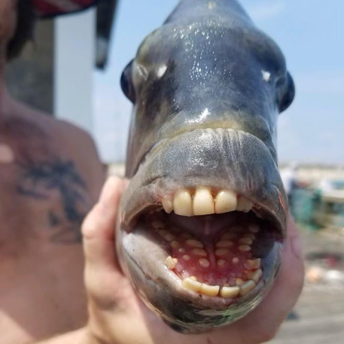 Nature's weirdest: Meet the fish with freakishly human teeth