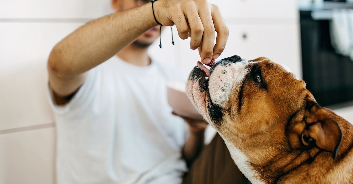 Can dogs eat cherries? The fruit dogs can only eat if you take major precautions