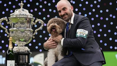 BIRMINGHAM, ENGLAND - MARCH 12: Orca, a Lagotto Romagnolo, winner of the Gundog group title, seen with handler Javier Gonzalez Mendikote, owned by Sabina Zduni inkovi and Ante Luin from Croatia, wins overall Best In Show at Crufts 2023 at NEC Arena on March 12, 2023 in Birmingham, England. Billed as the greatest dog show in the world, the Kennel Club event sees dogs from across the world competing for Best in Show. (Photo by Christopher Furlong/Getty Images)