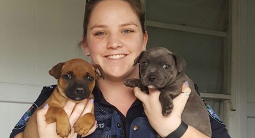 Missing Staffy puppies reunited with owners in Maryborough 