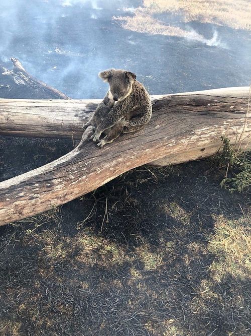 The pair were found clinging to a large branch in the scorched landscape by Jimboomba police officer Darren Ward. 