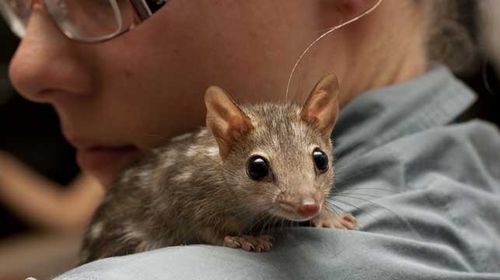 Australian mammals face 'extinction calamity'