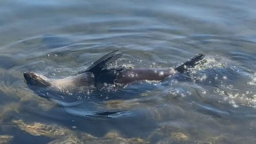 A seal which is living in a lake near a Gold Coast community has been named after residents embraced the mammal as one of their own.