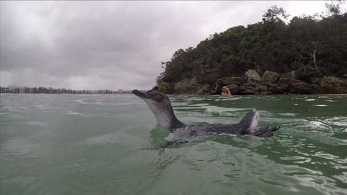 The Little Penguins took to the water again like experts, delightfully squawking. Picture: 9NEWS.