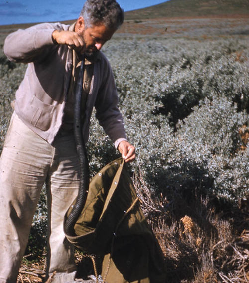 Australian naturalist Eric Worrell bags a black Tiger snake among Chappell Island Barilla. 