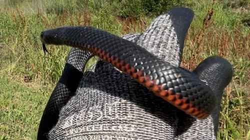 The snake was relocated to nearby bushland and was injured after it's encounter with the feline.
