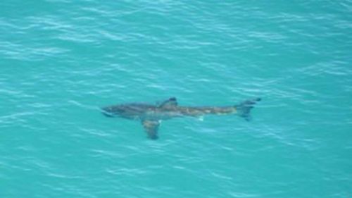 Cottesloe Beach cleared by giant shark