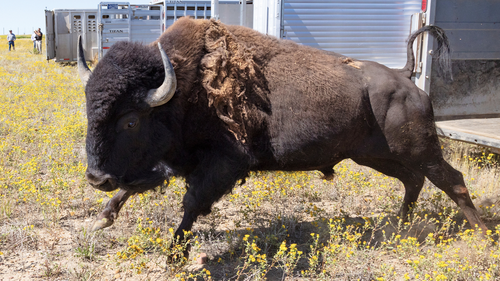 This Aug. 19, 2019 photo provided by the National Park Service shows bison from Yellowstone National Park being released on Montana's Fort Peck Indian Reservation under a program that aims to reduce the shipment of bison to slaughter and establish new herds of the animals. (Jacob W. Frank/National Park Service via AP)