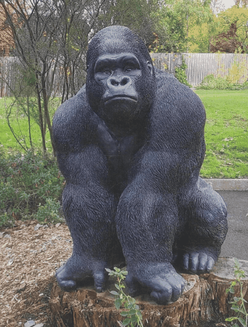 gorilla