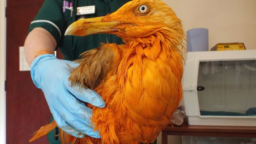Seagull turns orange after falling into vat of Tikka Masala sauce 