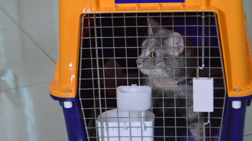 Pippa the cat was securely stored in a crate before travel. (JetPets)