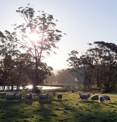 Southern Highlands sheep