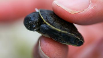 Tiny turtles represent big milestone for Aussie Ark