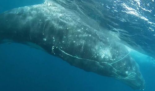 Whale rescued near Rottnest Island