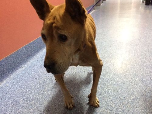The elderly dog was put down after being assessed by vets.