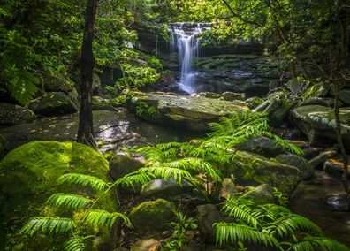 Iriomote Island's lush subtropical forests