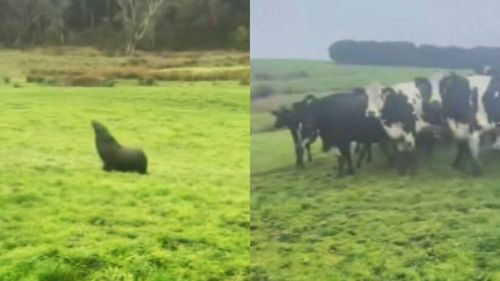 A video of the seal galumphing past a herd of cows on Monday captured the attention of social media users across Australia.
