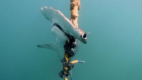 A scalloped hammerhead shark caught in drumlines.