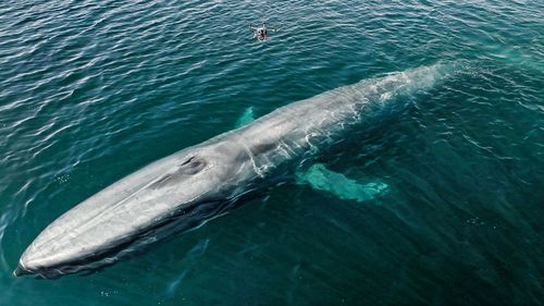 Researchers use drones to deploy tagging devices on wild whales. This photo can't be re-used with other articles.