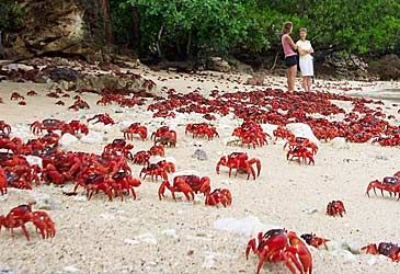 On which island do red crabs migrate from the forest to the coast each year to breed?