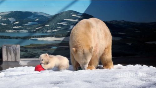 Henry was born at Sea World just over two years ago. 