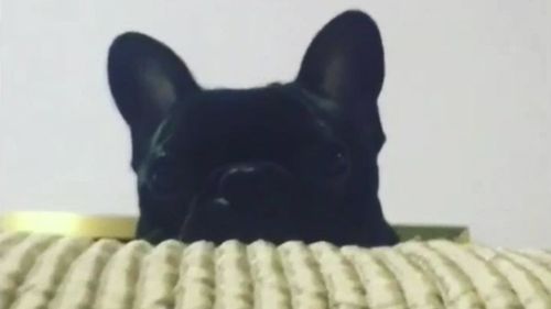 A French bulldog puppy has died on a United Airlines flight. (ABC USA)